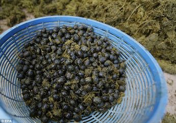 Mirip Kopi Luwak, Kopi di Thailand ini Terbuat dari Kotoran Gajah, lo!