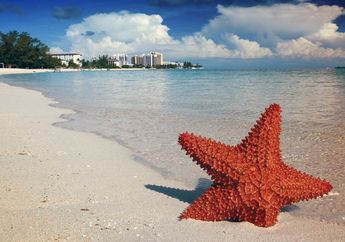 Tidak Seperti Patrick, di Sinilah Letak Mata Bintang Laut