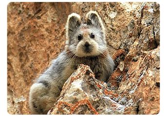 Pika, Hewan Pemalu yang Terancam Punah