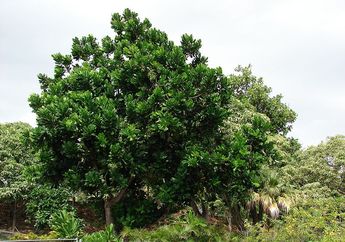 Buah Pohon Keben Berbentuk Stupa, Bagaimana Rasanya?
