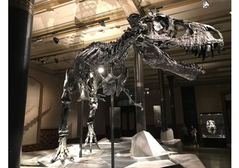 Suka Dinosaurus? Ayo Berkunjung ke Museum Dinosaurus