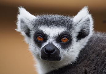 Ini Dia Penghuni Hutan yang Berwarna HItam Putih, Ada Hewan Apa Saja, ya?