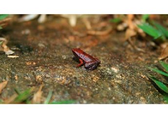 Unik, Katak Ini Bisa Mendengar dengan Mulutnya
