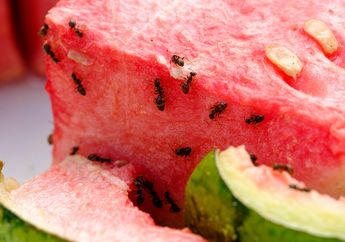 Pasukan Semut Ini Sangat Menakutkan, Bahkan Hewan Besar Sampai Melarikan Diri