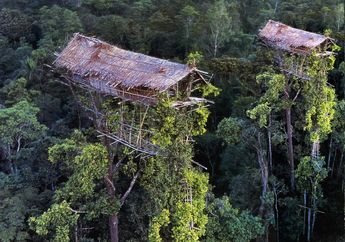 Suku Korowai yang Tinggal di Rumah Pohon