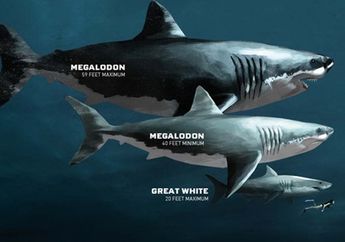Megalodon, Hiu Raksasa yang Masih Hidup