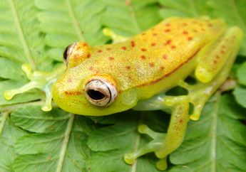 Katak Argentina yang Bercahaya dalam Gelap