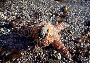 Bagaimana Bintang Laut Makan?