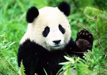 5 Fakta Unik Tentang Panda