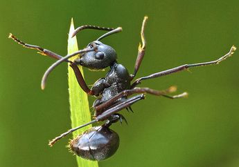 Cordyceps, Jamur Zombie