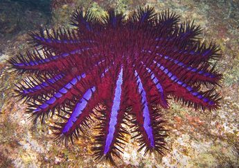 4 Fakta Unik Bintang Laut
