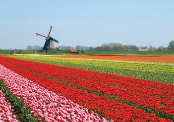 Taman Keukenhof, Taman Tulip Terluas di Eropa