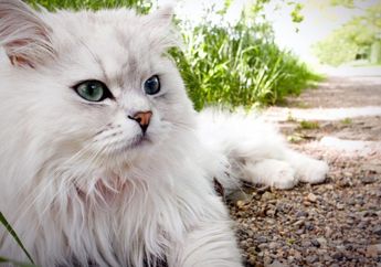 4 Kucing Persia, Kucing Kesayangan Keluarga