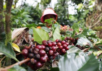 Kopi Kintamani yang Disukai Wisatawan