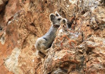 Si Imut Ili Pika, Terwelu yang Suka Bersiul