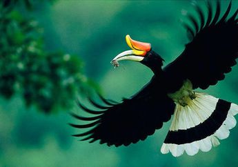 Burung Enggang Pemilik Paruh Raksasa