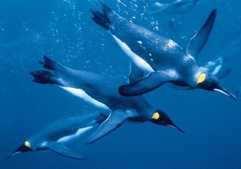 Detak Jantung Penguin Ketika Menyelam Bisa Turun Drastis