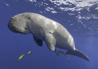 Dugong, Si Sapi Laut