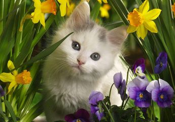 Kucing Mengonsumsi Tanaman Herbal untuk Menyembuhkan Penyakit
