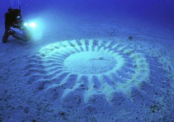 Ternyata Crop Circle Itu Dibuat oleh Ikan Buntal. Bukan Alien