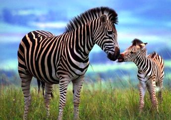 Ternyata Belang Zebra Tidak Sama! Seperti Sidik Jari Manusia