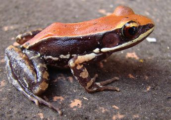 Wah, Lendir Katak Ini Bisa Jadi Obat Flu