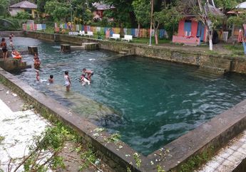 Berenang Bersama Belut Raksasa di Kolam Wailatu