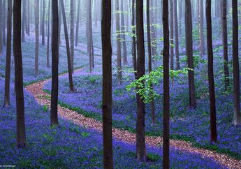 Hutan Biru yang Indah