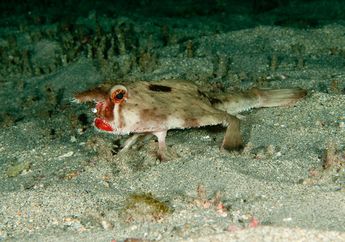 5 Hewan Laut Terunik yang Jarang Terlihat
