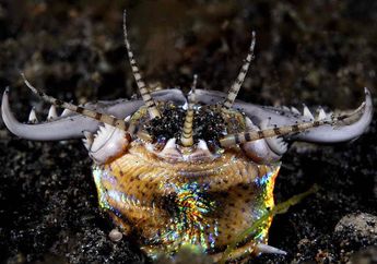 3 Hewan Misterius di Dasar Laut