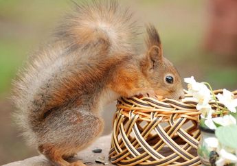 Chipmunk, Hewan Pengerat yang Hibernasi di Musim Dingin