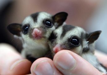 Sugar Glider, Kangguru Mini yang Bisa Dipelihara