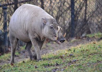 Babirusa, Hewan Langka yang Pemalu