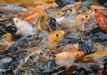 5 Manfaat Ikan Mas, Salah Satunya Baik untuk Pertumbuhan