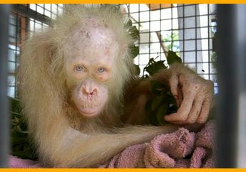 Orang Utan Putih, Bermata Biru yang Langka
