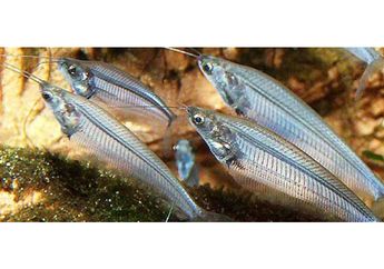 Ikan Selais, Fauna Khas Riau