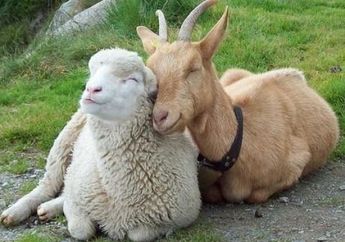 Apa Saja Perbedaan Antara Kambing dan Domba?