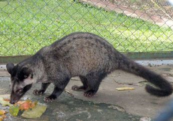 Luwak, si Pemencar Biji