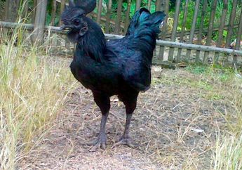 Berita Ayam Cemani Terbaru Hari Ini