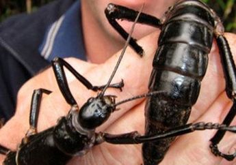 Lobster Pohon si Serangga Raksasa yang Tak Jadi Punah