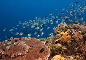 Bunaken, Harta Karun Dunia