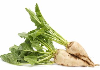Sugar Beets, Penemuan Terakhir Tumbuhan Penghasil Hemoglobin
