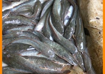 Lele Ikan Berkumis, Punya Banyak Nama dan Kaya Manfaat
