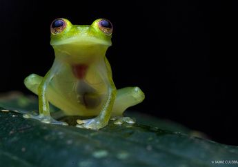 Katak Transparan Ini Bisa Terlihat Jantungnya Lo!