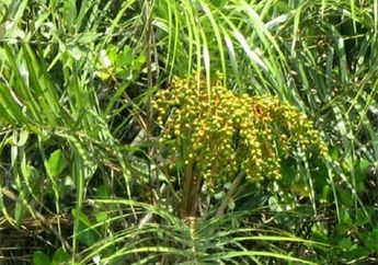 Kurma Rawa dari Aceh