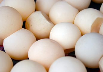 Perdagangan Telur Penyu di Pantai Padang
