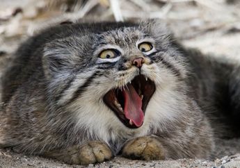 Pallas Cat, Kucing Gemuk Menggemaskan dari Asia Tengah