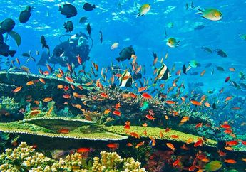 Indonesia Surganya Wisata Bawah Laut