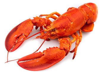Unik, Lobster Memiliki Dua Perut. Yuk, Simak Fakta Lainnya!