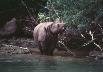 Hanya Tersisa di Ujung Kulon, Inilah Badak Jawa yang Banyak Diburu Secara Liar